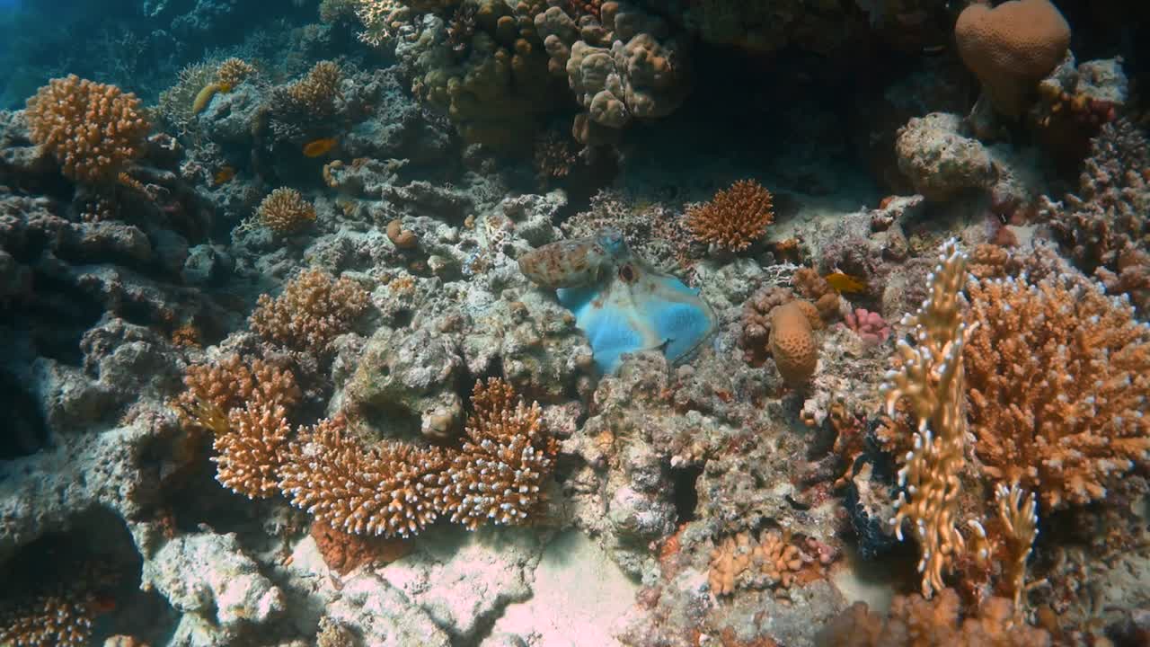 Un piccolo polpo si muove tra i coralli e si nasconde mimetizzandosi con colori cangianti per confondersi con l'ambiente.