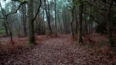 Escena-Espeluznante-Del-Bosque-Con-Una-Sensación-De-Colores-Otoñales-Oscuros-Y-Hojas-Caídas