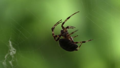 primer plano de una araña viuda marrón que teje su telaraña, latrodectus geometricus arachnid theridiidae