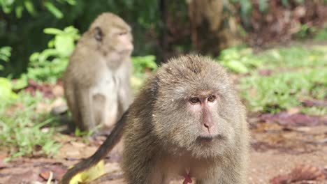 wild macaque monkey shows teeth to camera and try's to dominate