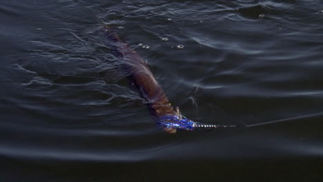 midsize pike caught by a spinner on the mouth - high angle shot