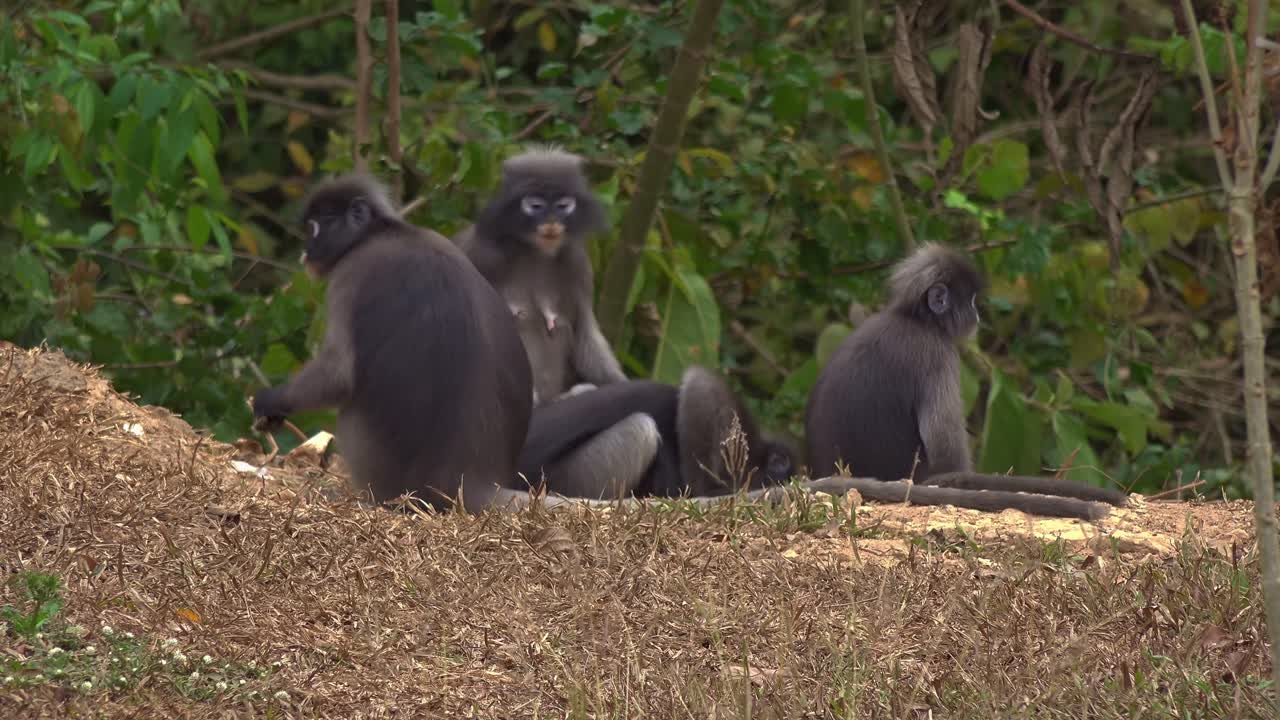 Group of macaques interacting and playing in a leafy forest clearing, showcasing social behavior and bonds in their natural habitat, surrounded by lush greenery