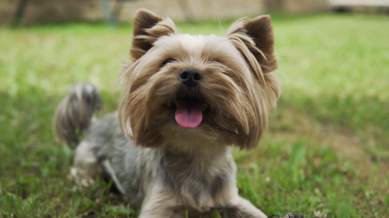 Yorkshire Terrier laying on grass and panting after playing outdoors.