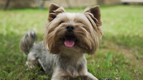 yorkshire terrier laying on grass and panting after playing outdoors.