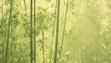 Bamboo-forest-in-southern-China