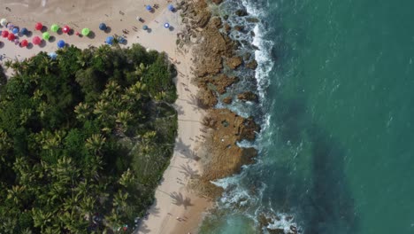 aerial drone bird's eye wide shot of the popular tropical coquerinhos beach with waves crashing into exposed rocks, palm trees, golden sand, turquoise water, tourists swimming in conde, paraiba brazil