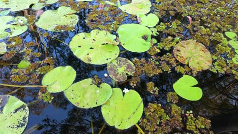 water lily leaves floating on a pond