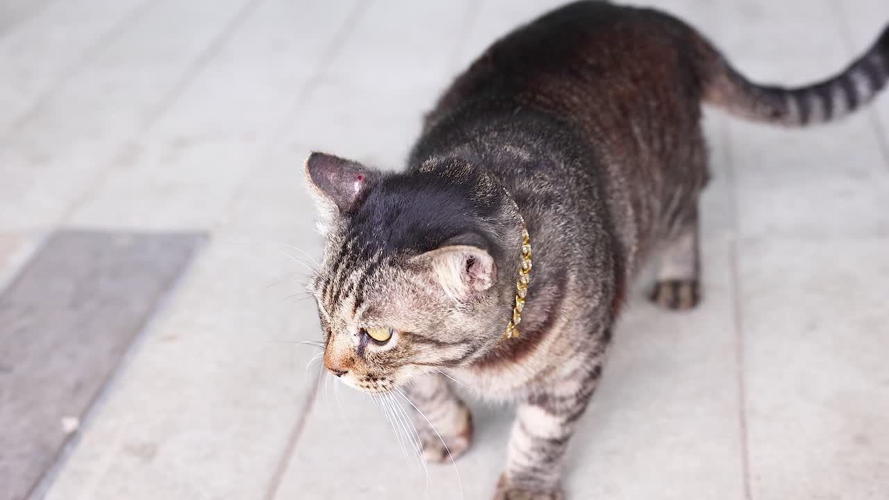 A tabby cat walks across a wooden floor in natural lighting, showcasing its curious and relaxed demeanor