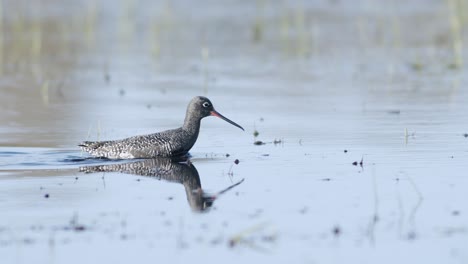 closeup of spotted redshank feeding in shallow puddle during spring migration in wetlands