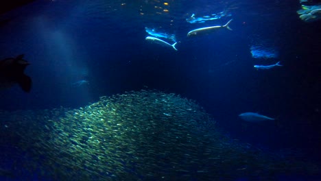 acuario de la bahía de monterey en 4k