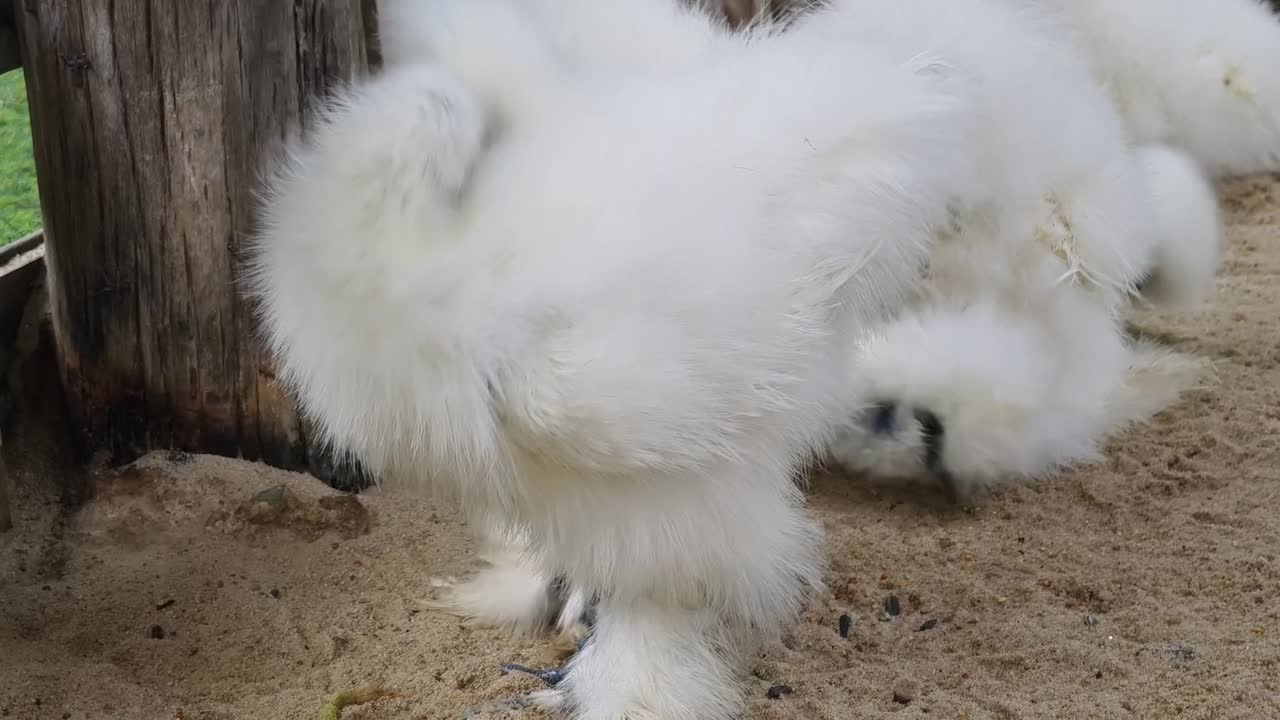 Fluffy White Crested Chickens