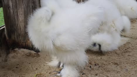 fluffy white crested chickens