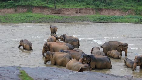elefantes fangosos bañándose en un río caudaloso