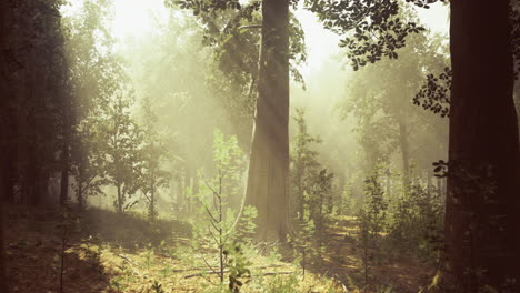 la luz se filtra a través de los árboles en un entorno forestal tranquilo durante la mañana
