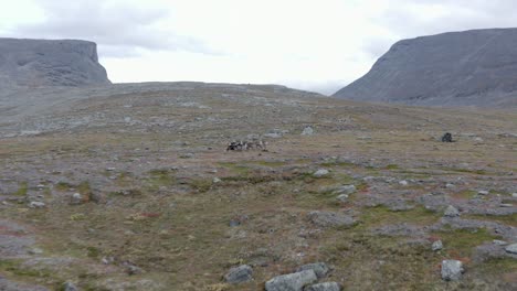 una fotografía aérea de un rebaño de renos corriendo a través de un paisaje desolado con 2 grandes colinas en la distancia - de día