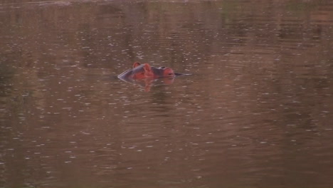 Nilpferde-In-Einem-Fluss-In-Afrika