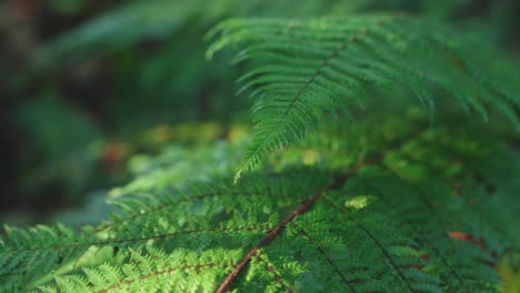 lush green rainforest, sunlight falling on fern tree, rack focus macro new zealand water on leaf, symmetry satisfaction iconic