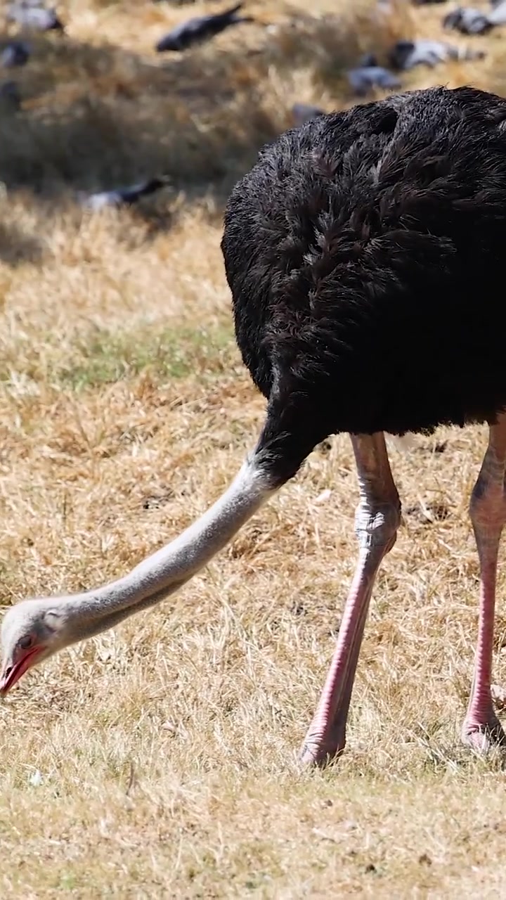Un grande struzzo dal piumaggio nero pascola sull'erba secca in un'inquadratura verticale per social media.