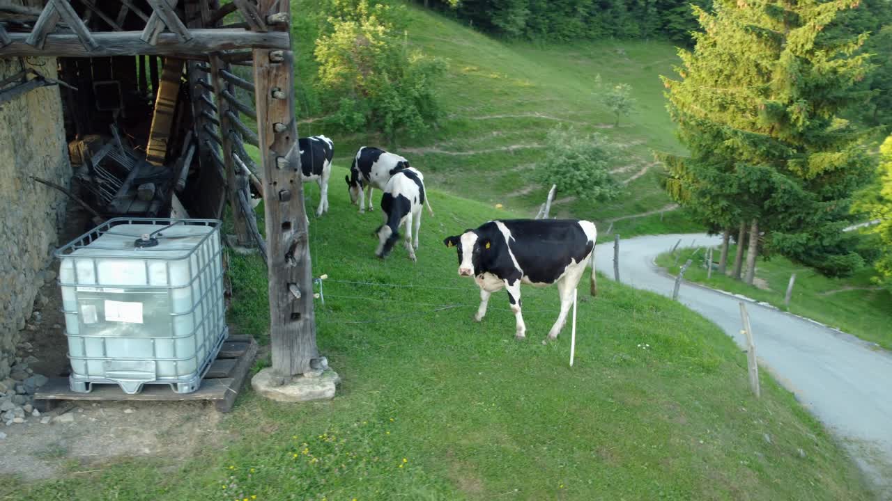 vacas blancas y negras comiendo hierba verde al lado de un antiguo granero hecho de madera