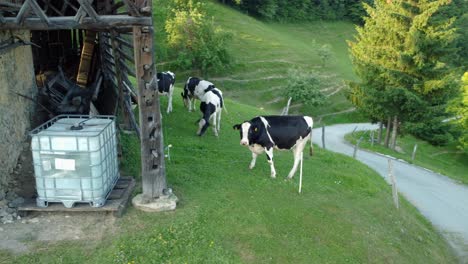 Black-and-white-cows-eating-green-grass-beside-an-old-vintage-barn-made-out-of-wood