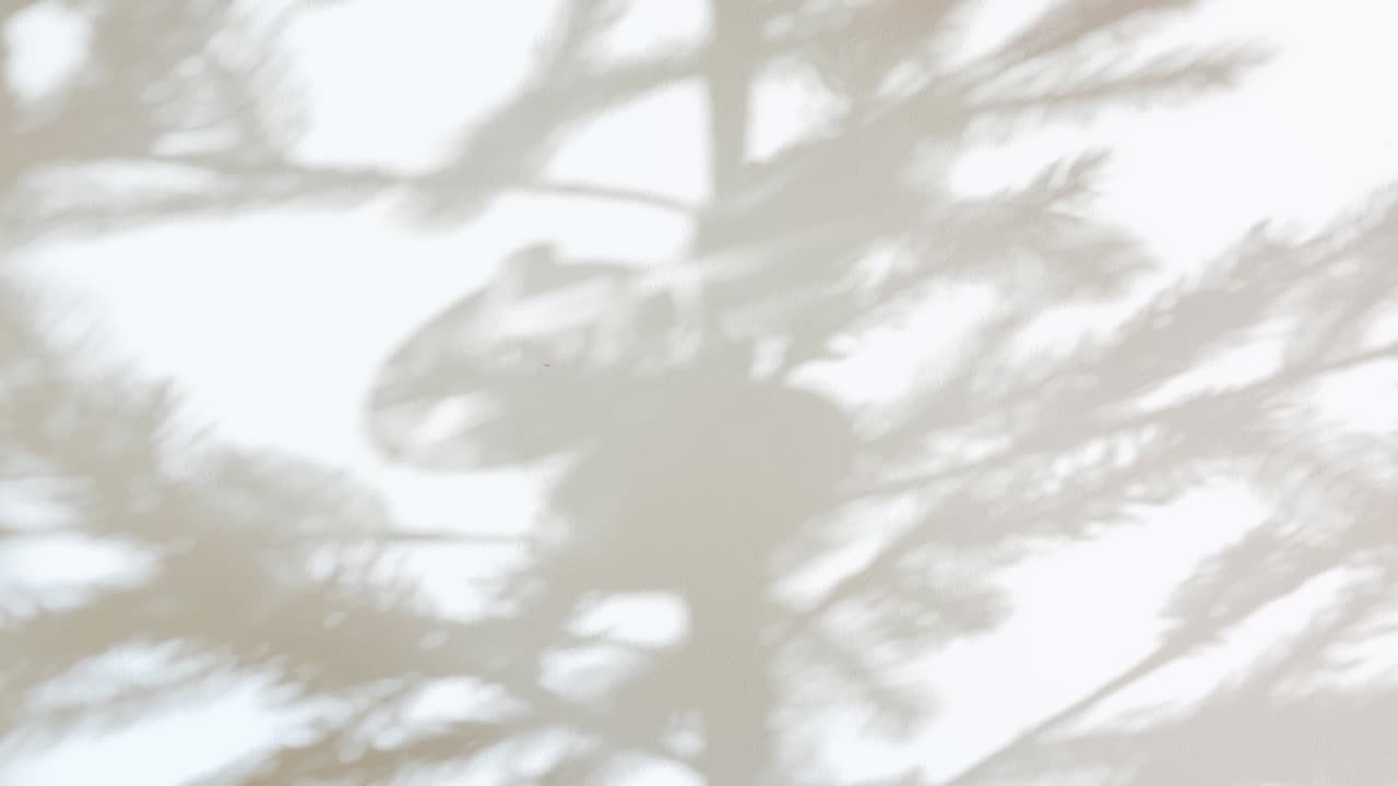 장식품으로 벽에 크리스마스 트리 그림자