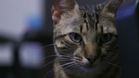 a close up of a cats face.