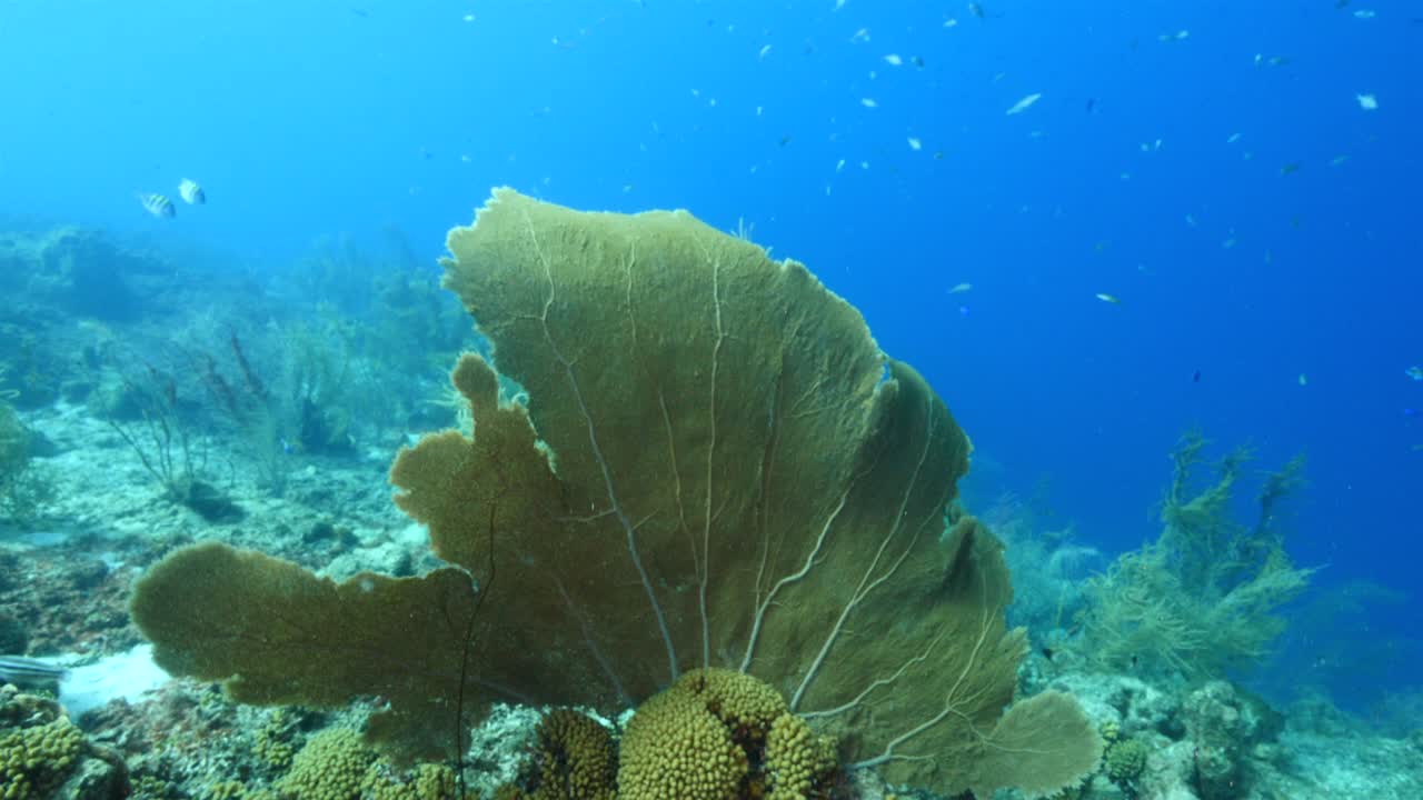 paisaje marítimo de arrecifes de coral en el mar caribe alrededor de curacao