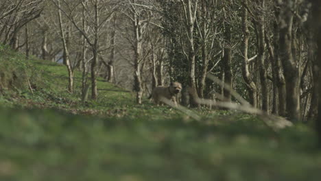 cinematic long lens shot of a border terrier running in the countryside