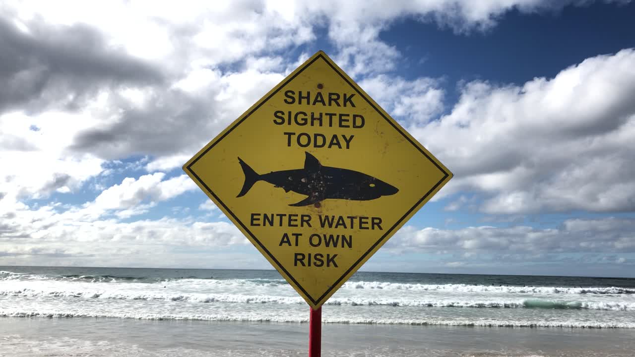 playa cerrada debido al ataque de un tiburón manly beach sydney australia