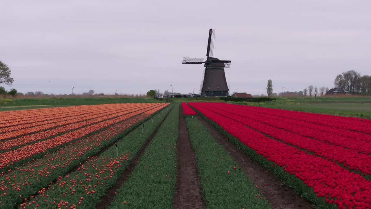 Veduta aerea di colorati terreni agricoli e dello storico mulino Obdammermolen, Paesi Bassi.