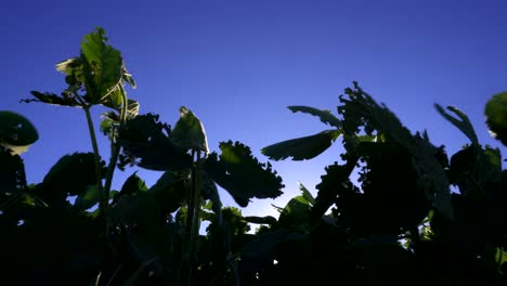 Hojas-De-Soja-Desde-Una-Vista-De-ángulo-Bajo-Retroiluminada-Contra-Un-Cielo-Azul-Profundo