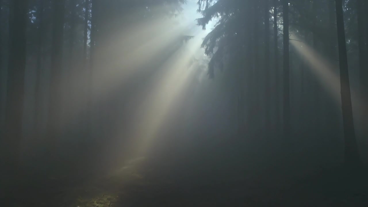 Luz solar rompendo a abertura do dossel, raios de sol tremeluzindo na névoa, iluminando o caminho em uma floresta de coníferas.