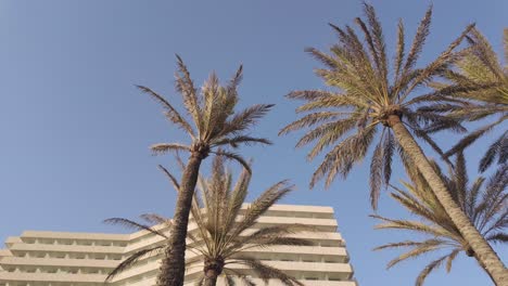 palm trees and hotel building against blue sky