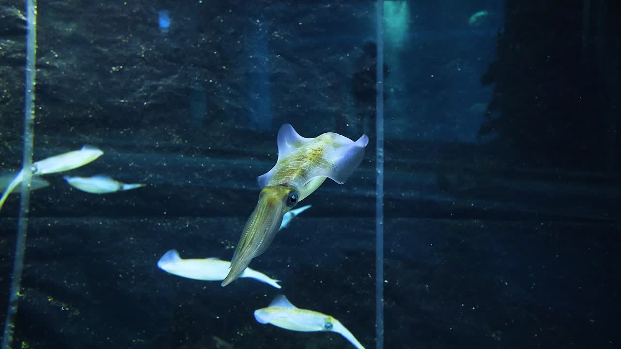 은 물 크 에서 수직 으로 헤엄치는 오징어