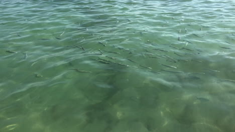 pez en el mar