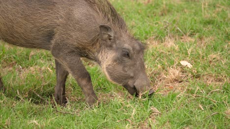 Nahaufnahme-Eines-Warzenschweins,-Das-Sich-In-Den-Afrikanischen-Ebenen-Von-Gras-Ernährt