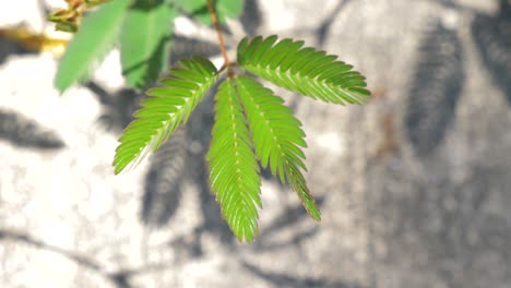 sensitive plant fold its leaf when being touched