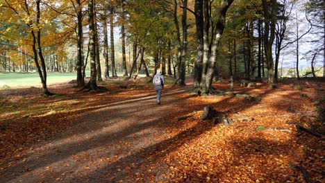 Hermoso-Sendero-Arbolado-Con-Caminante-En-Colores-Otoñales