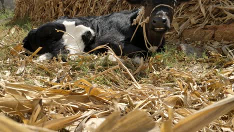 a lone young curious black calf eating maize sticks