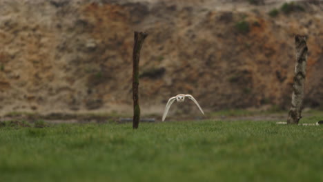 barn owl in flight over a meadow