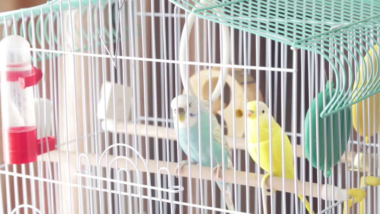 Budgies in a Cage