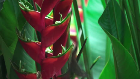 a hummingbird searching for nectar among colorful tropical flowers in slow motion in punta banco, costa rica