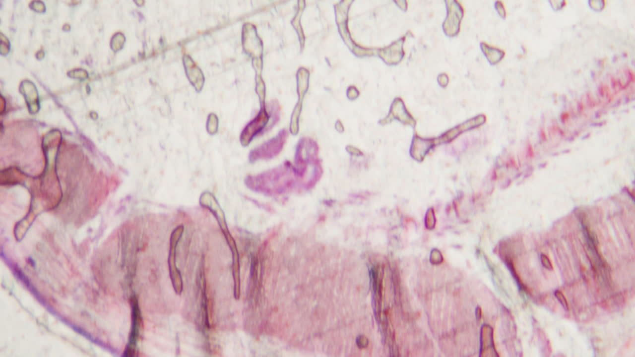 Vista microscopica di tessuto biologico colorato al microscopio