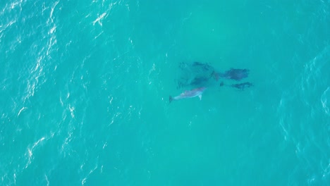 Delfines-Nariz-De-Botella-Cazando-Peces-En-La-Cabeza-Rota-NSW---Byron-Region---Australia