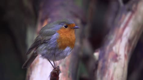 red breasted english robin flying away in urban garden, close up