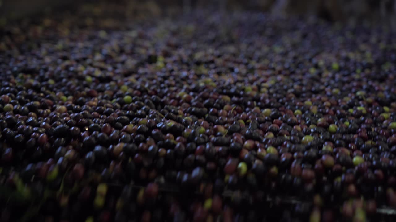 Primo piano di olive che rimbalzano su un piatto di smistamento vibrante in un frantoio. Olive verdi e viola scuro si muovono attraverso il macchinario come parte della linea di lavorazione.
