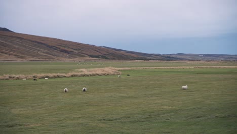 flock of icelandic sheep grazing on grass plains in kolugljufur canyon