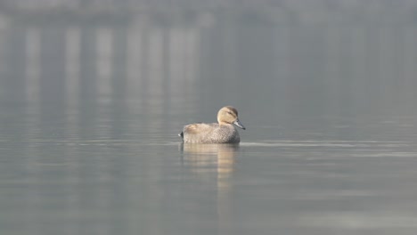 A-gadwall-floating-around-on-a-lake-in-the-early-morning-sunshine