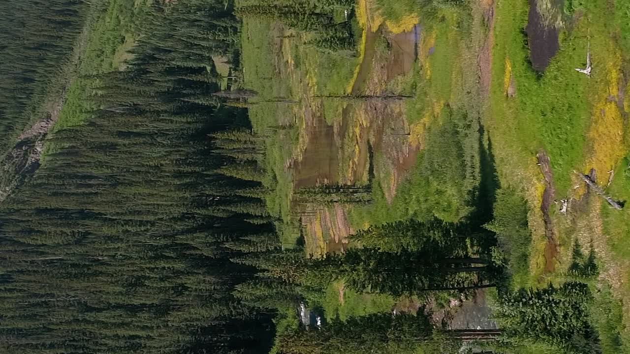 volando sobre un arroyo en la base de montañas cubiertas de pinos en formato vertical
