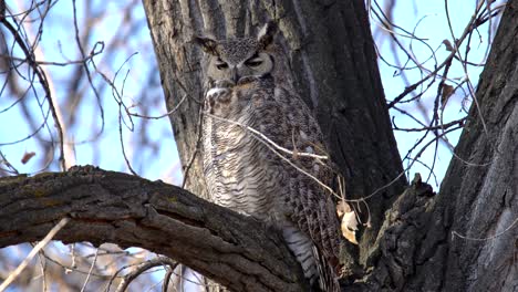 great horned owl perching on a tree and observing its surrounding